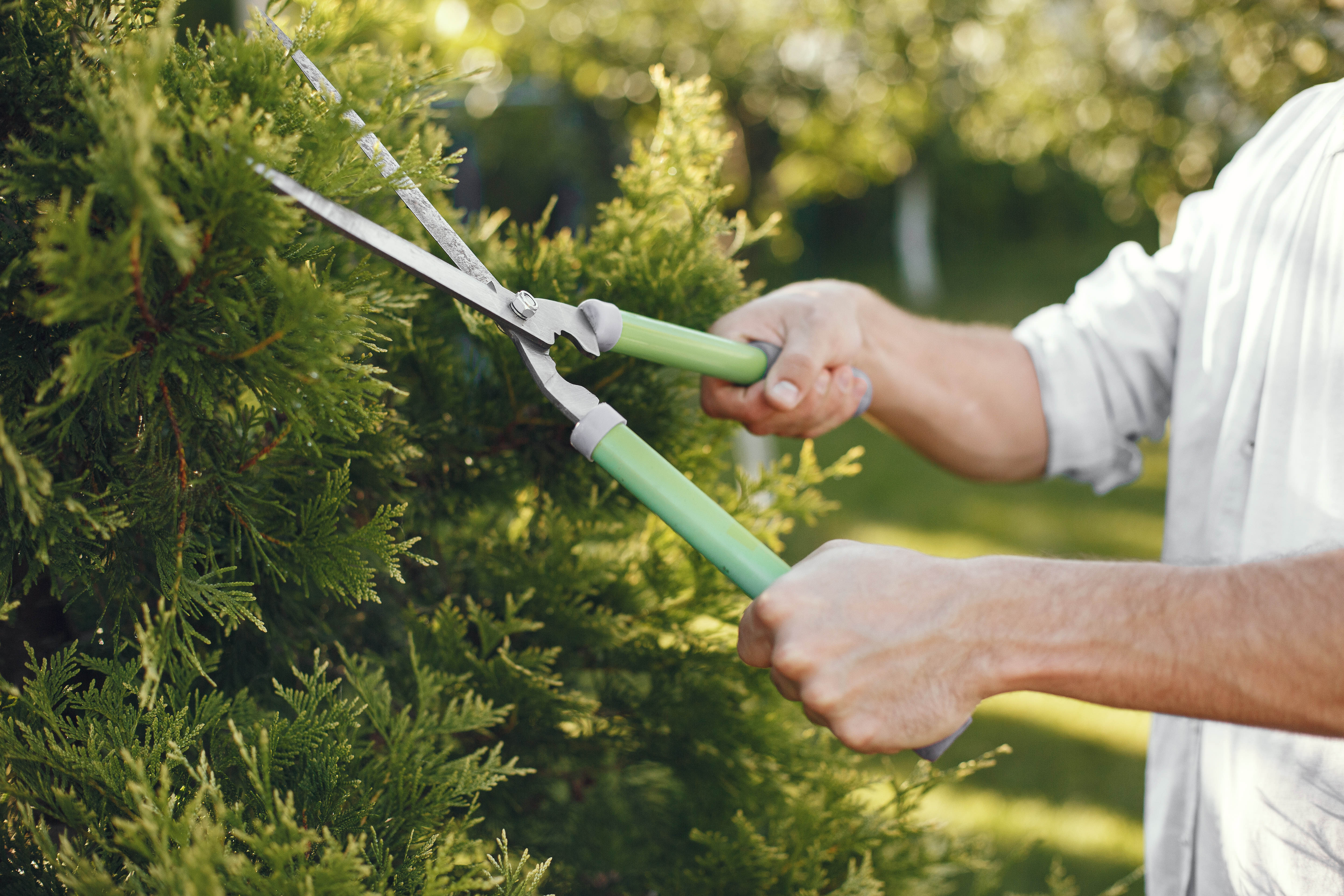 Expert prunning
