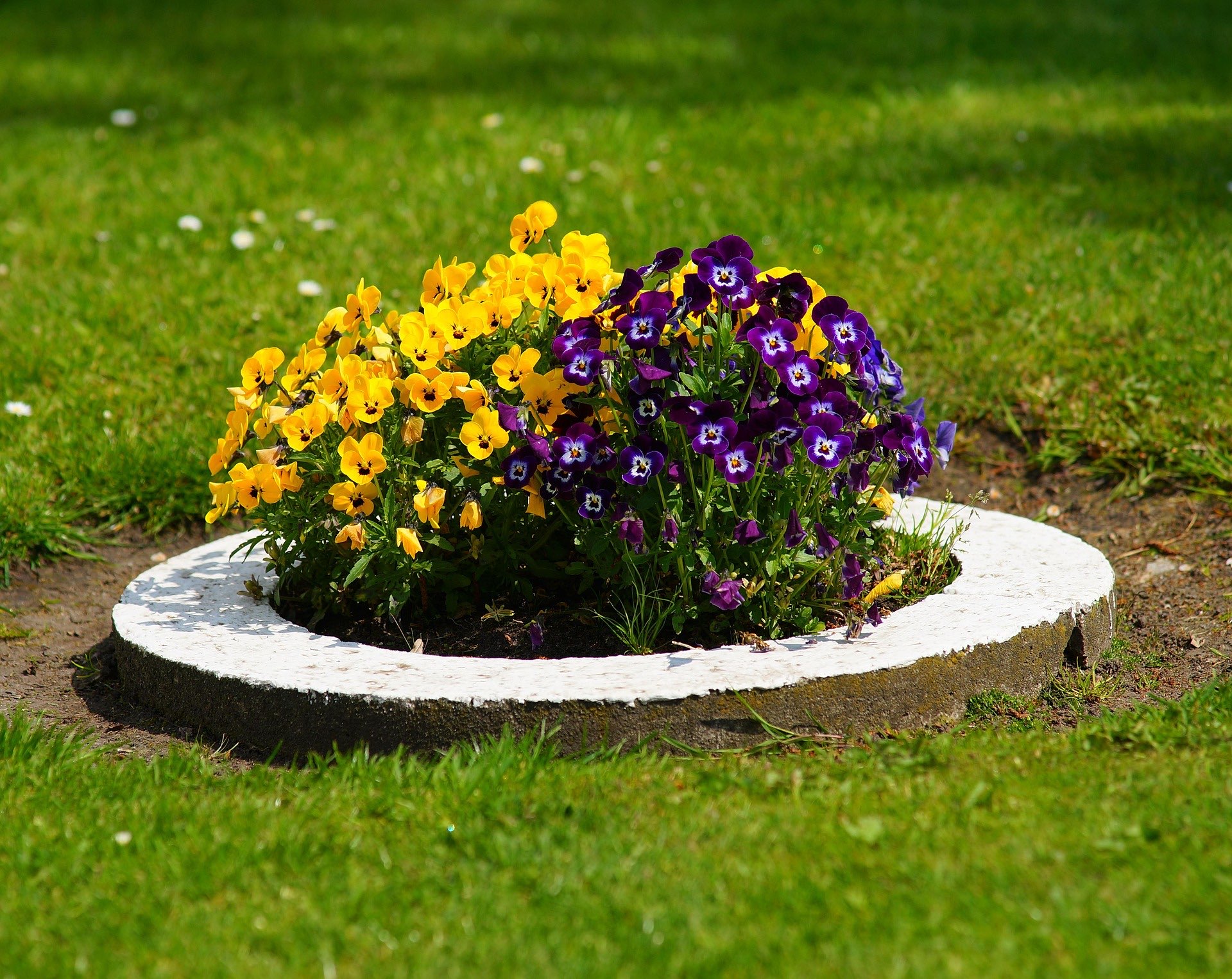 Pansy patch