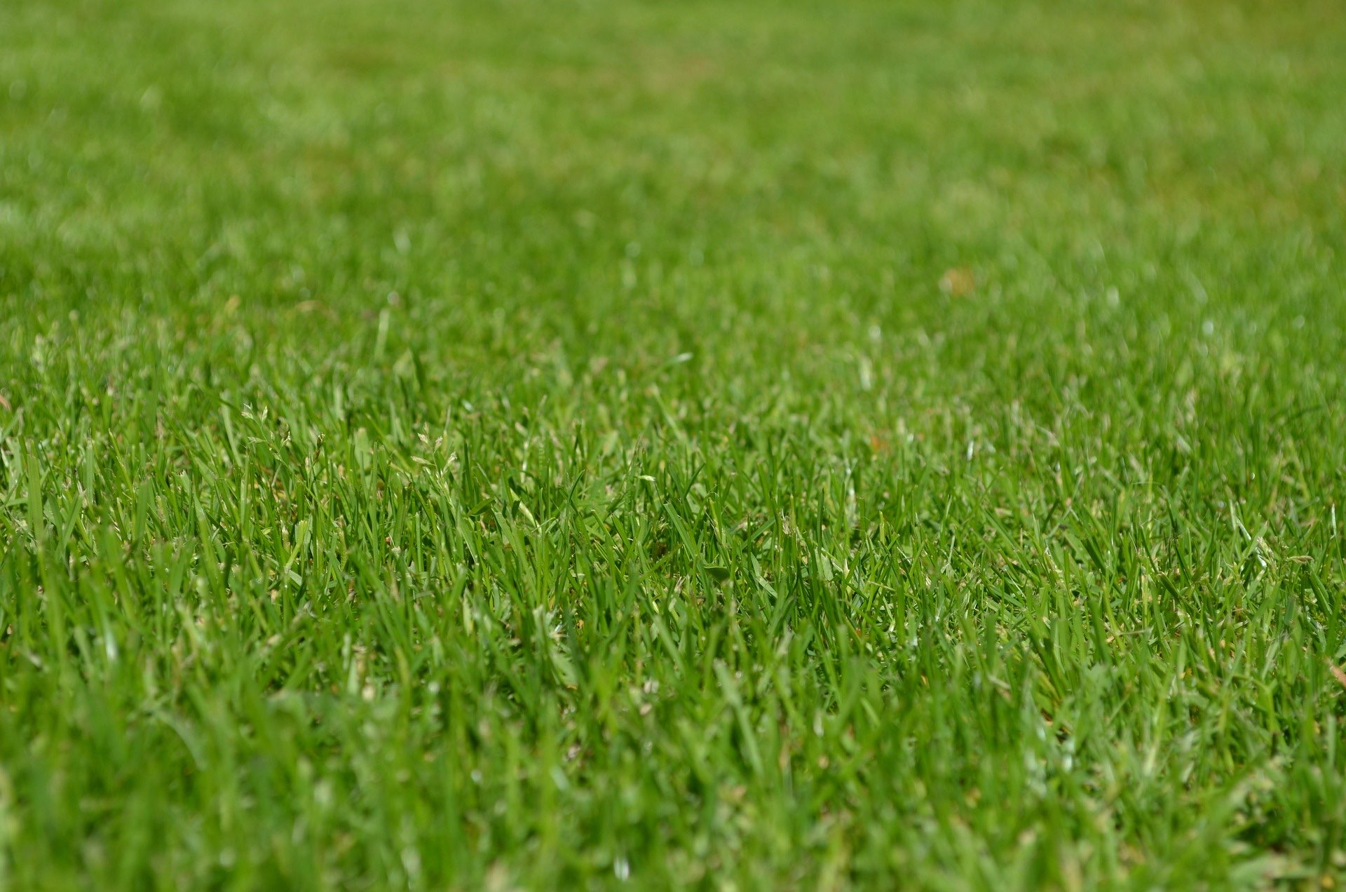 Beautiful Finished Lawn